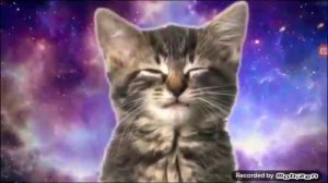 Котики поют!🐱🐱🐈🐈Мяу,мяу,мяу,мяу!