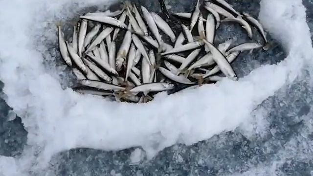 Рыбалка 2020/ Корюшка/ Дальний Восток/ Природа смотреть онлайн