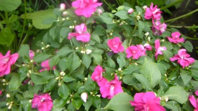 Бальзамин Уоллера цветет на даче и как его вырастить. смотреть онлайн