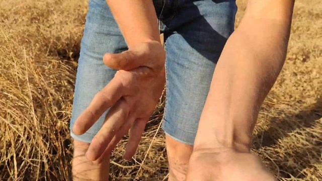 Совместный посев Вики и Рыжика у Ивана и Бориса Бащевых смотреть онлайн