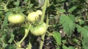 Томат Солнечная вспышка - красные полосатые чудесные