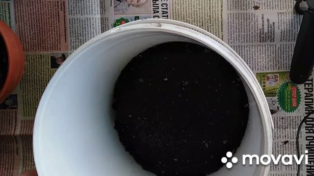 Бегония "Эскарго", она же "Улитка", декоративно - лиственная. смотреть онлайн