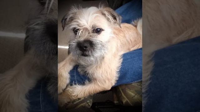 Once upon a Schnug Bob (Schnauzer/Pug) смотреть онлайн