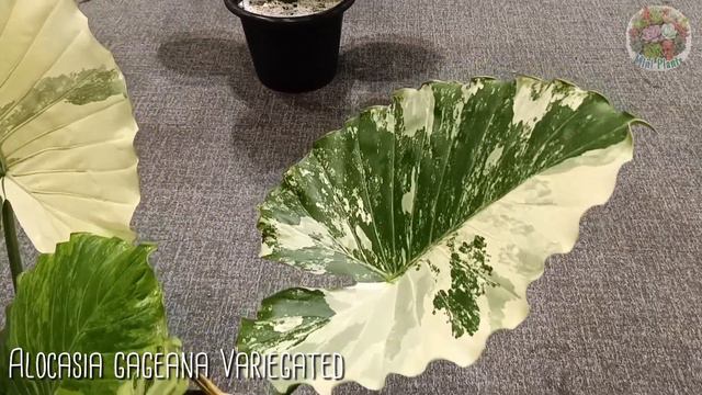 Alocasia Gageana Variegated