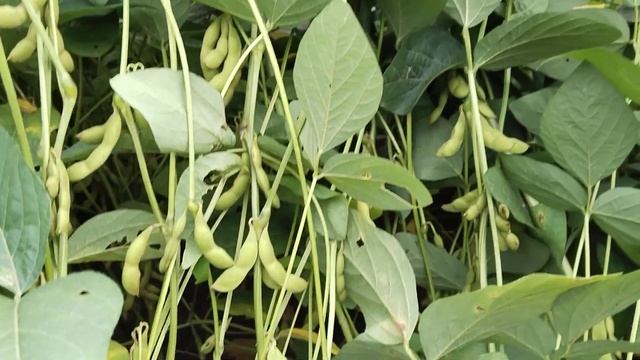 सोयाबीन की JS 2218 वैराइटी की स्थिति बारिश की खिंच के बाद soyabean JS 2218 MO.9993682345#farming смотреть онлайн