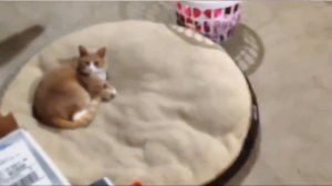 Кошки издеваются над собаками