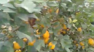 Меер навли лимон Выращивание лимона в теплице. Как золото Бизнес идея. Барчамизга насиб килсин