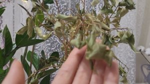 ФИКУС БЕНДЖАМИНА ЗАМЕРЗ /КАК ЕГО ОЖИВИТЬ/РЕАНИМАЦИЯ ФИКУСА