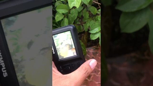 Olympus T-10 смотреть онлайн