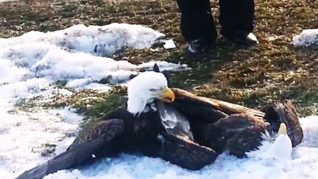 Best Eagles; World's Largest and Biggest, Part 2, Bald and Golden Eagles! смотреть онлайн