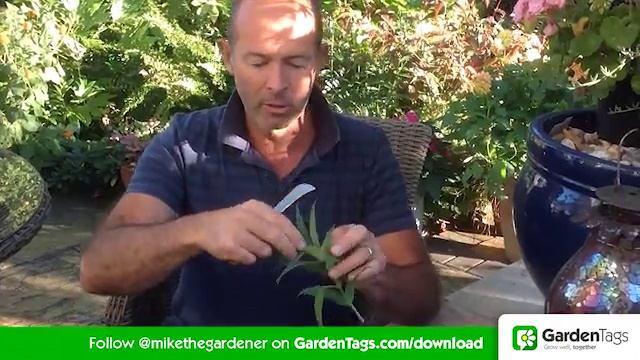 How to Takes Cuttings From Penstemon To Get Plants for Free смотреть онлайн