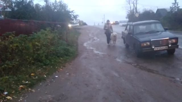 Дрессировка собак. Самое главное - победить страхи владельца.)) смотреть онлайн