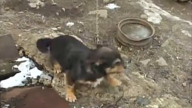 Vakcinacija pasa смотреть онлайн