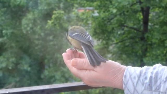 Большая синица, кормление с руки. Feeding the great tit. смотреть онлайн