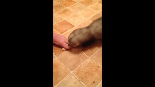 Хорек, который не любил имбирь / ferret vs ginger смотреть онлайн
