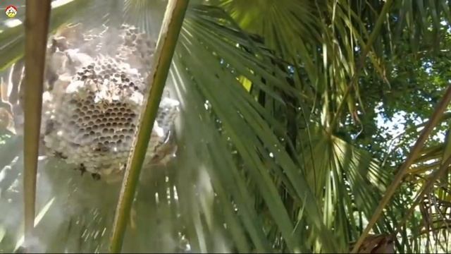 ! Азиатской шершень на пальмовом листе Охотник на шершня смотреть онлайн
