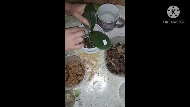 1 пункт: Правильная посадка орхидеи😁 смотреть онлайн