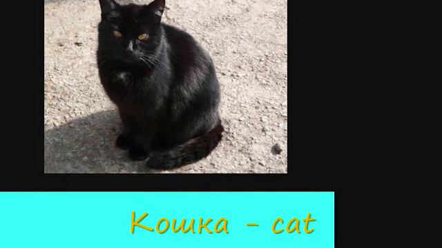 изучаем домашних животных, для детей, we study home animals, for children