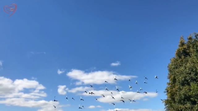 ВОЛЬНАЯ ПТИЦА ЛЕТИ смотреть онлайн