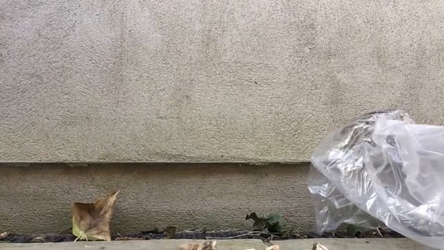 Stepping On Things ?