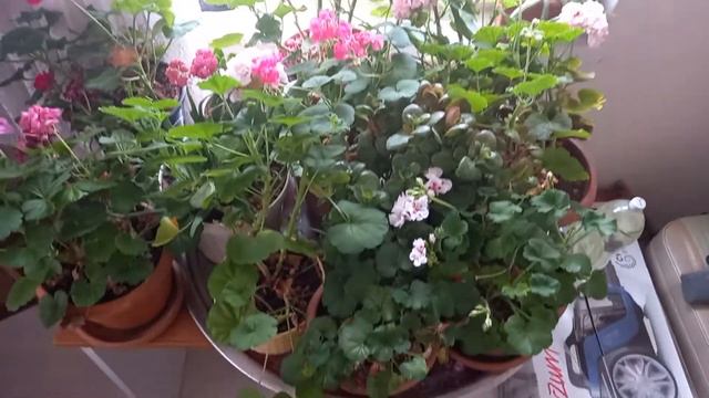 çeşit çeşit cicek bakımı смотреть онлайн