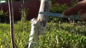 Черешня Камедетечение, лечение.