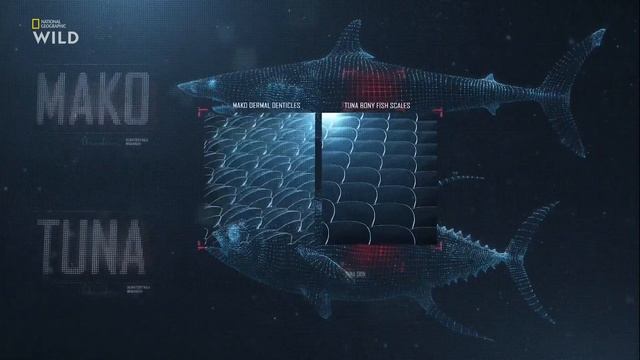 Чем похожи два хищника — обыкновенный мако (Isurus oxyrinchus) и желтопёрый тунец (Th. albacares) смотреть онлайн