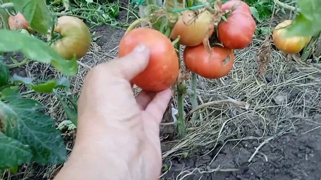 Какие томаты идут на семена. смотреть онлайн