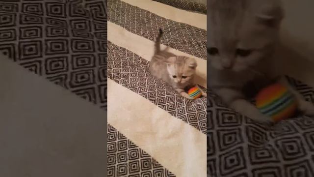 Шотландский котёнок смотреть онлайн