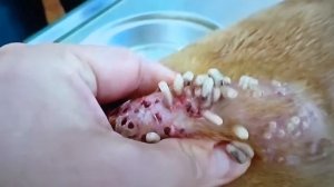 Собаку заживо съедали черви!!!the dog eat the worms!!!