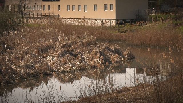 Жителі Берегова незадоволені станом спортбази "Закарпаття" смотреть онлайн