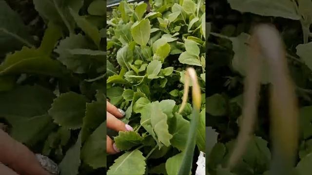 Обзор теплицы 29 апреля 2020 года смотреть онлайн