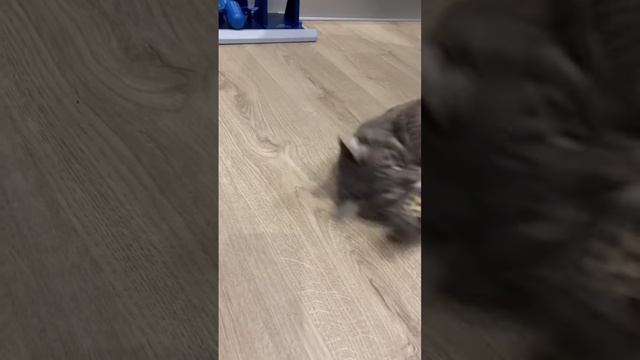 Интересные игрушки (и не только) для кота 😻 #shorts #кот #котики #кошки смотреть онлайн