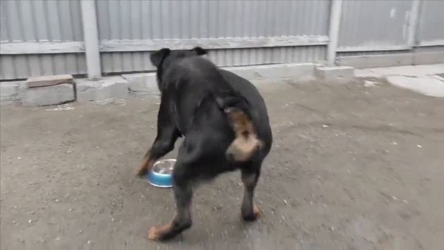 Чушь собачья смотреть онлайн