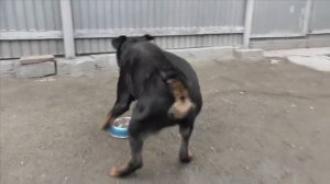 Чушь собачья