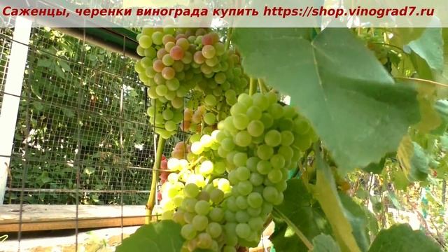 25 июля и любимчик Кишмиш РПС пахнет на метр от куста и не духами, а удивительным ароматом! смотреть онлайн