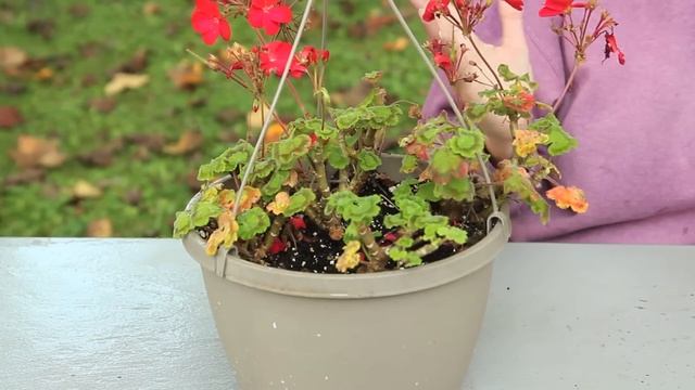 How to Keep Geraniums Blooming : Geranium Gardening смотреть онлайн