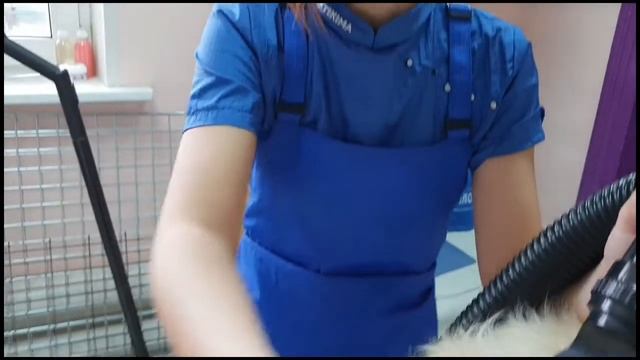 Подготовка собаки к выставке. Груминг . Хендлинг . Хендлер . смотреть онлайн