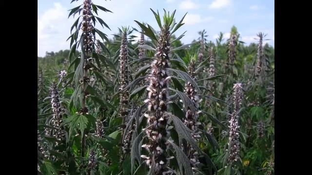 КАК ИЗБАВИТСЯ ОТ ЗВОНА В УШАХ? Лечение звона в ушах в домашних условиях! смотреть онлайн