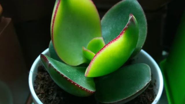 Dancing jades tree. Танцующие денежные деревья смотреть онлайн