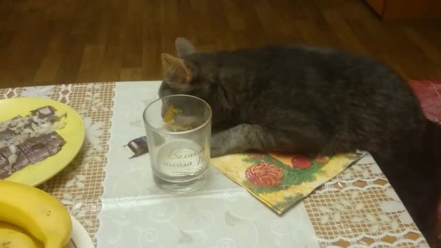 Кот спер селедку смотреть онлайн