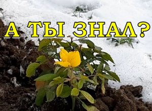 РОЗЫ🌹🌹🌹: укрывать или не укрывать в зиму?❄❄❄