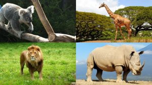 карточки домана животные мира часть 3