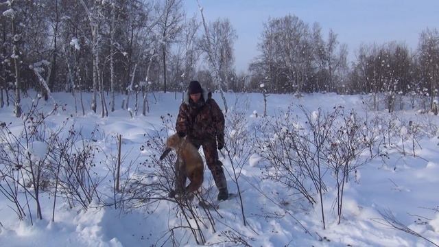 Как брать пойманного лиса. Соблюдать технику безопасности - 29 смотреть онлайн