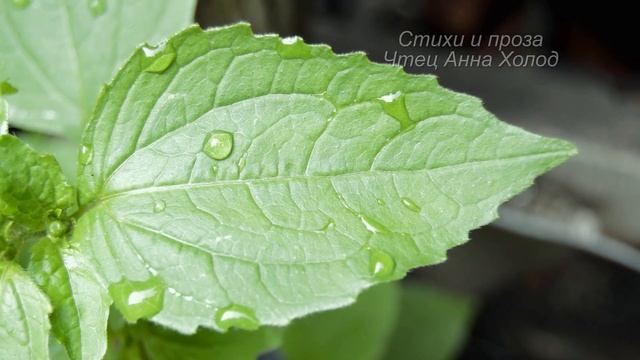 ЖИЗНЕННЫЙ Сильный Стих! "А мы как будто стали старше..." - Анна Холод (автор Deacon) смотреть онлайн