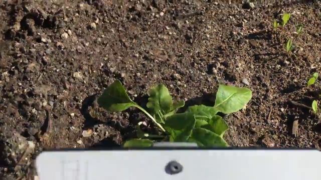 Primula Veris смотреть онлайн