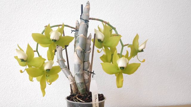 Orchids in Bloom November 2019 смотреть онлайн