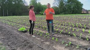 Высаживаем рассаду табака в поле. Посадочный пистолет незаменимый помощник. Наша жизнь в деревне