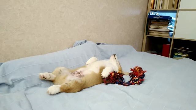 Вельш Корги Пемброк спит смотреть онлайн