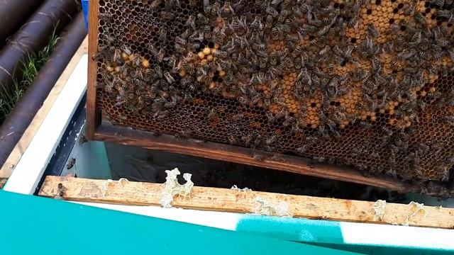 Подсадка неплодной матки. Результат раннего вывода маток смотреть онлайн